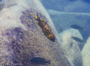 Labeotropheus trewavasae 'Chinyamwezi Island'